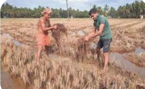 ಬೆಳೆ ಹಾನಿ ಪರಿಹಾರ ವಿತರಣೆ: ರೈತರ ಕುಂದುಕೊರತೆ ಆಲಿಸಲು  ಸಹಾಯವಾಣಿ ಆರಂಭ