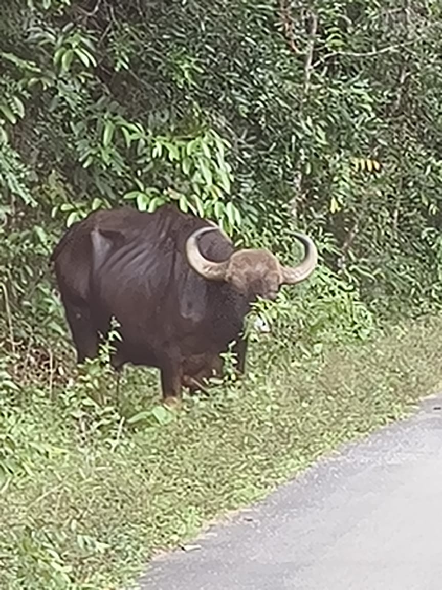 74 ನೇ ಉಳ್ಳೂರು ಪರಿಸರದಲ್ಲಿ ಕಾಡುಕೋಣ ಠಿಕಾಣಿ