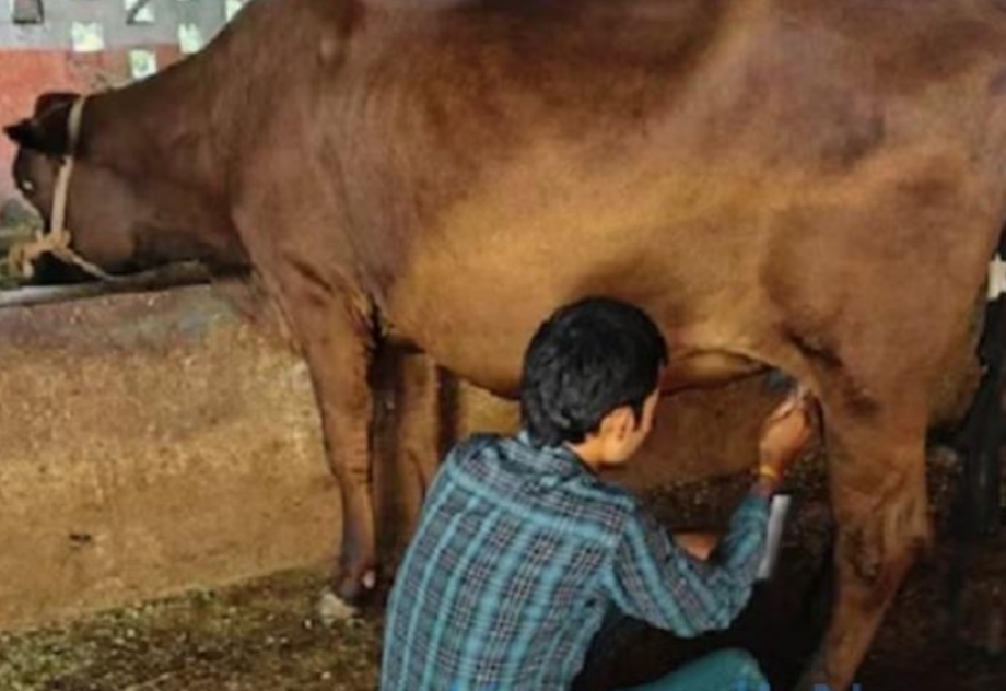 ಇದು ಕಲಿಯುಗದ ʼಕಾಮಧೇನುʼ : ಇದು ಈವರೆಗೆ ಕರುವನ್ನೇ ಹಾಕಿಲ್ಲ…ಆದರೂ ಪ್ರತಿದಿನ ನೀಡುತ್ತಿದೆ 4 ಲೀಟರ್ ಹಾಲು