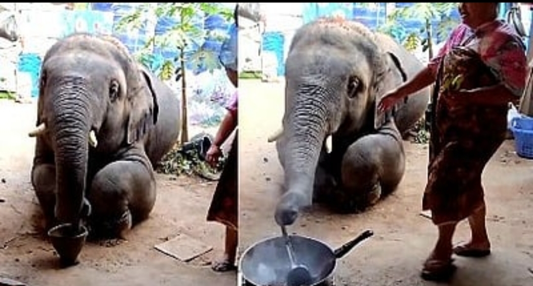 ಆನೆಗೂ ಅಡುಗೆ ಹೇಳಿಕೊಟ್ಟ ಮಹಿಳೆ