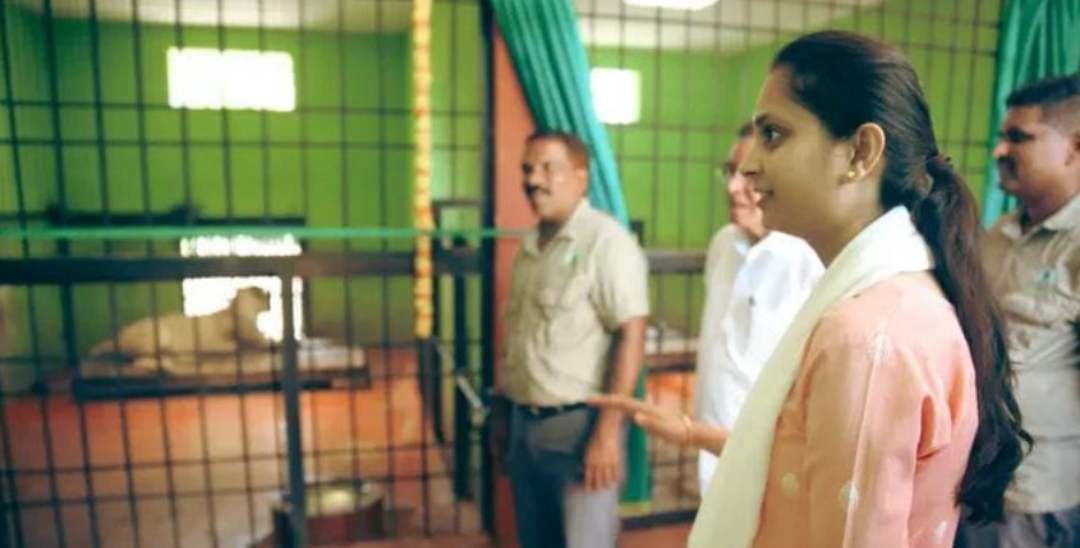 ಕಿತ್ತೂರು ಚೆನ್ನಮ್ಮ ಮೃಗಾಲಯಕ್ಕೆ ಪ್ರಿಯಂಕಾ ಜಾರಕಿಹೊಳಿ ಭೇಟಿ-ನಿತ್ಯ ಹೆಸರಿನ ಹೆಣ್ಣು ಹುಲಿ-ಬೃಂಗಾ ಹೆಸರಿನ ಹೆಣ್ಣು ಸಿಂಹಿಣಿಯನ್ನು ಪ್ರಾಣಿ ಸಂಗ್ರಹಾಲಯಕ್ಕೆ ಬಿಡುಗಡೆ ಮಾಡಿದ ಸಂಸದೆ